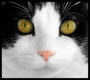 HAPPY FURRY FRIDAY.jpg