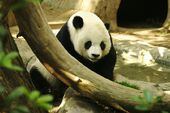 Bao-Bin.jpg