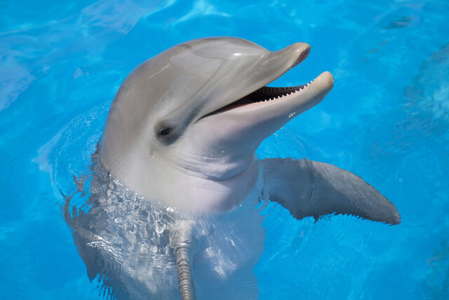 File:Happy-Dolphin.jpg