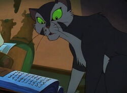 Felidae.jpg