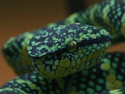 Jade Serpent