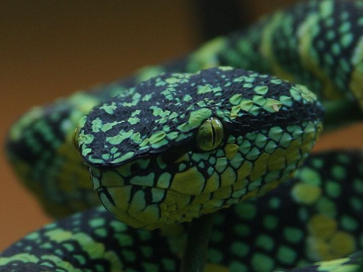Jade Serpent
