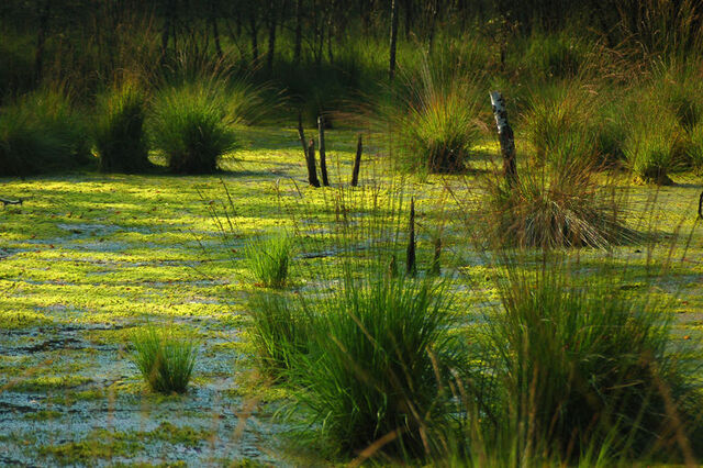 File:Elven Swampland.jpg