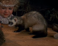 Endor ferret.png