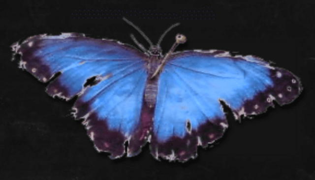 File:Jennifer'sButterfly.png