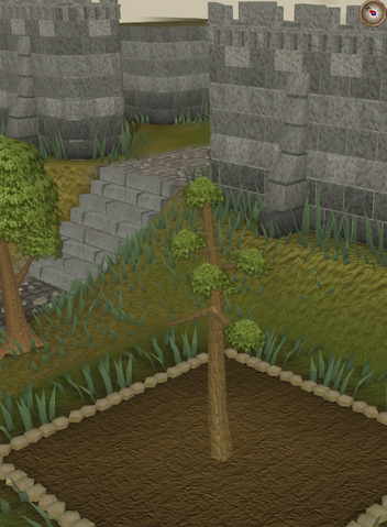 File:Yew3.png