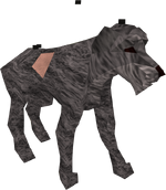 Stray dog