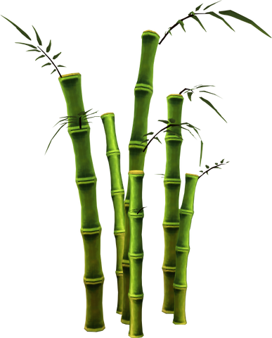 File:Bamboo (tree).png