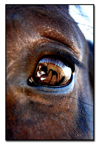 Súbor:Horseseye2.png