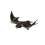 Vampire bat.gif