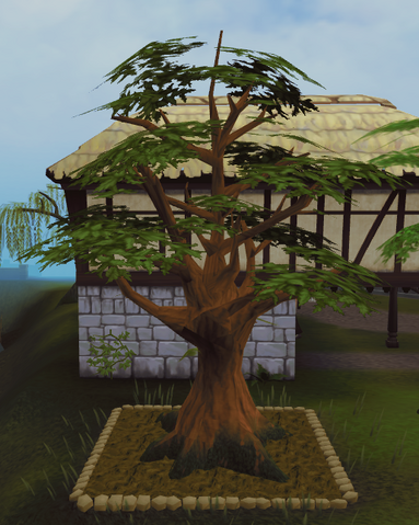 File:Oak5.png