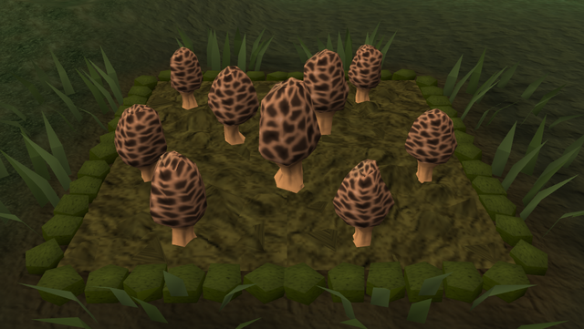 File:Morchella mushroom4.png