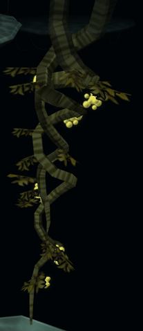 File:Neem drupe vine.png