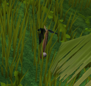 Tropical Wagtail caughtHD.png