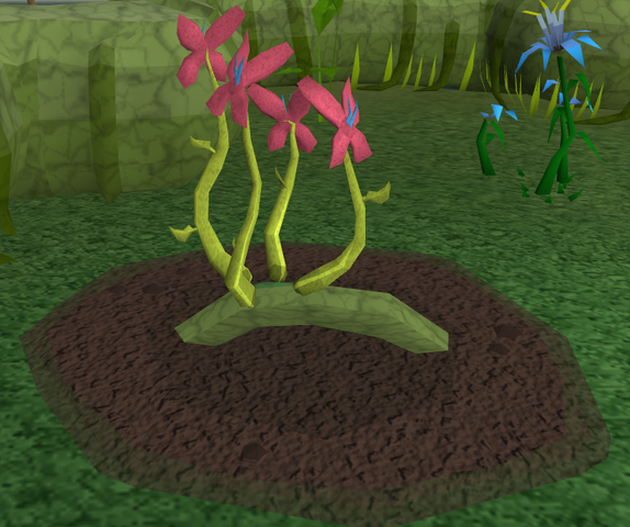 File:Red vine blossom5.png