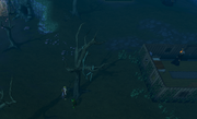 Lost City tree