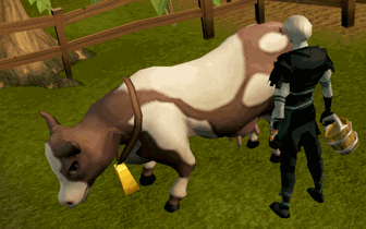 Milking cow