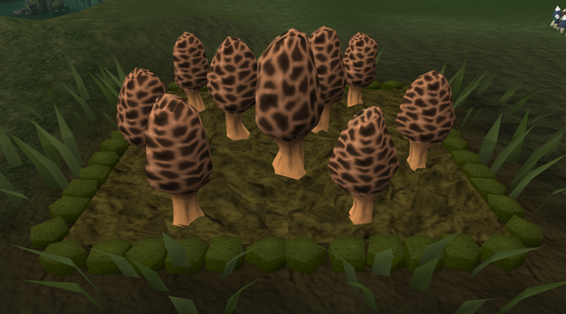 File:Morchella mushroom5.png