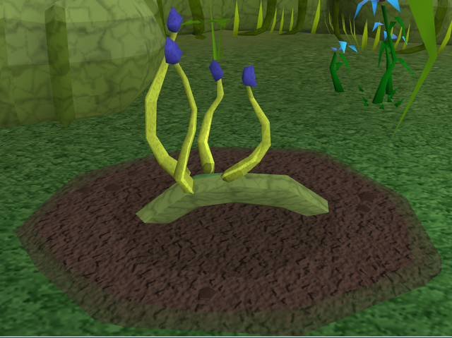 File:Blue vine blossom4.png