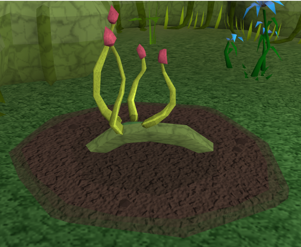 File:Red vine blossom4.png