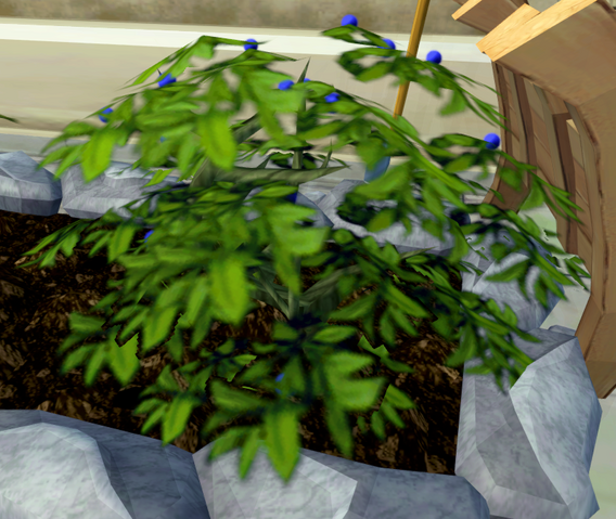 File:Meloberry bush.png