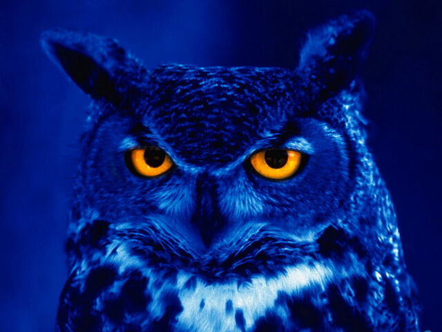File:Nightowl1.jpg