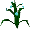 Flax plant
