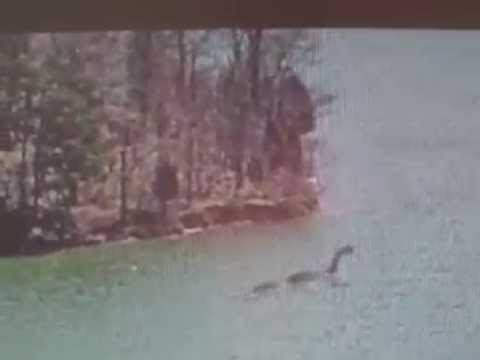 File:Lake norman monster.jpg
