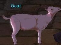 Goat
