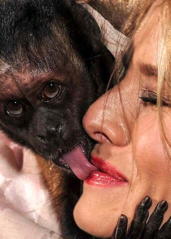 File:Monkey.jpg