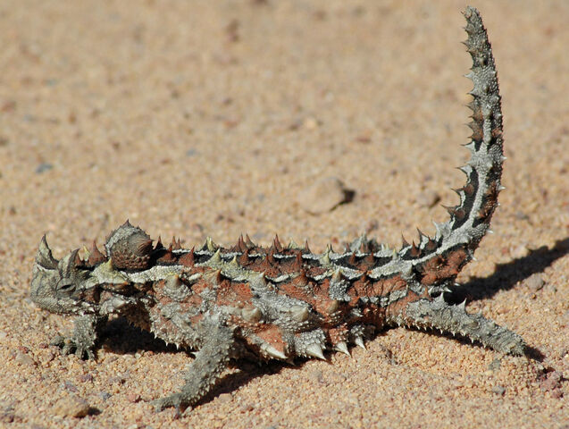 File:Thorny devil pale.jpeg