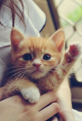 File:Kitten.jpg