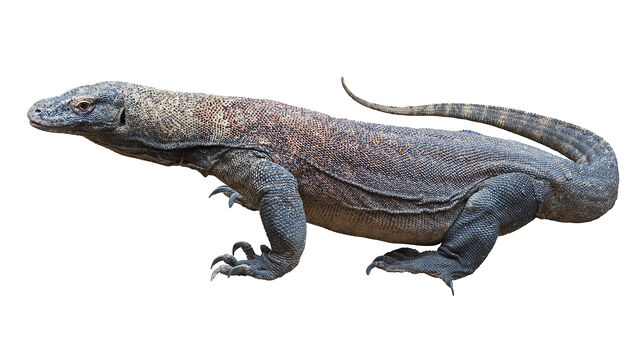 File:Komodo-dragon-white-background.jpeg