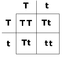 Punnett Square