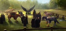 Care of magical creatures