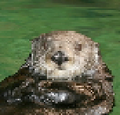 Thumbnail for version as of 22:36, November 2, 2011