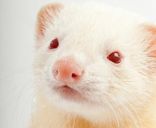 File:FERT-106 Face Albino.jpg