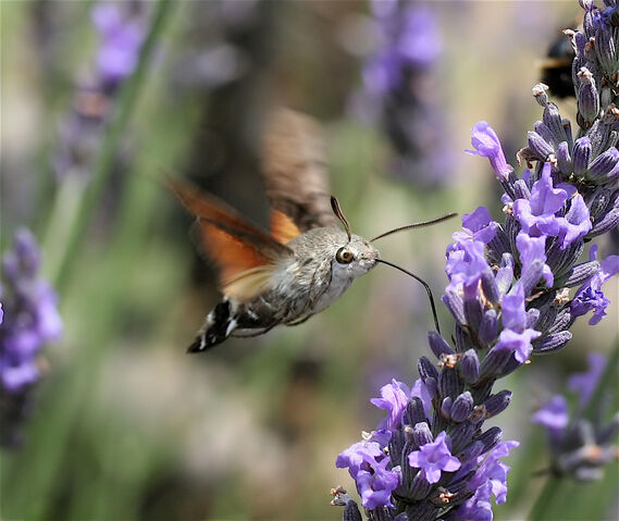 File:IC Macroglossum stellatarum1 NR.jpg