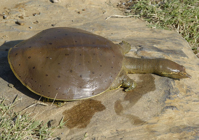 File:Spinsofshell.jpg