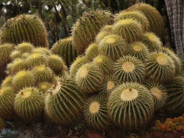 File:Cactus farm.jpg