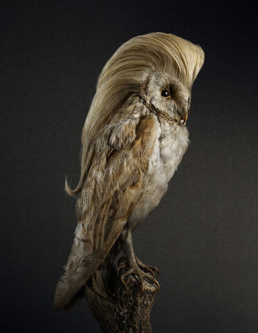 File:Coiffurelebird1.jpg