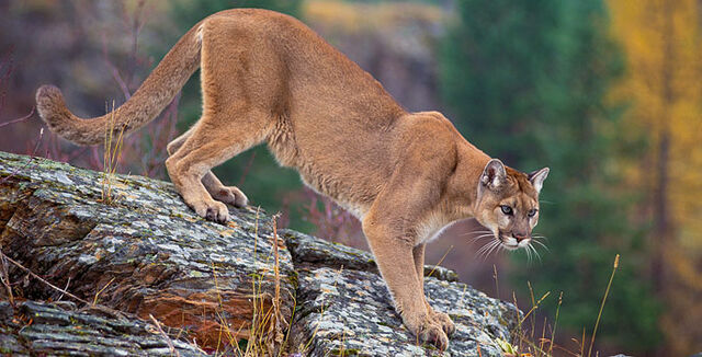 File:Cougar4.jpg