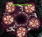 Purge Nest