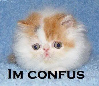 File:Confused cat.jpg