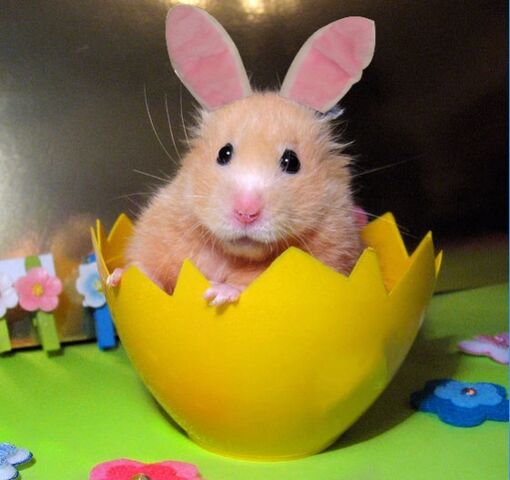 File:Hamster-bunny.jpg
