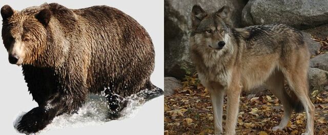 File:Wolf bear.jpg