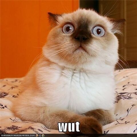 File:Wut cat.jpeg
