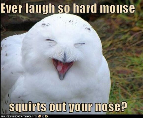 File:Laughing owl.jpg