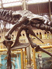 220px-Tyrannosaurus pelvis left