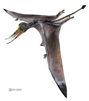 Rhamphorhynchus1